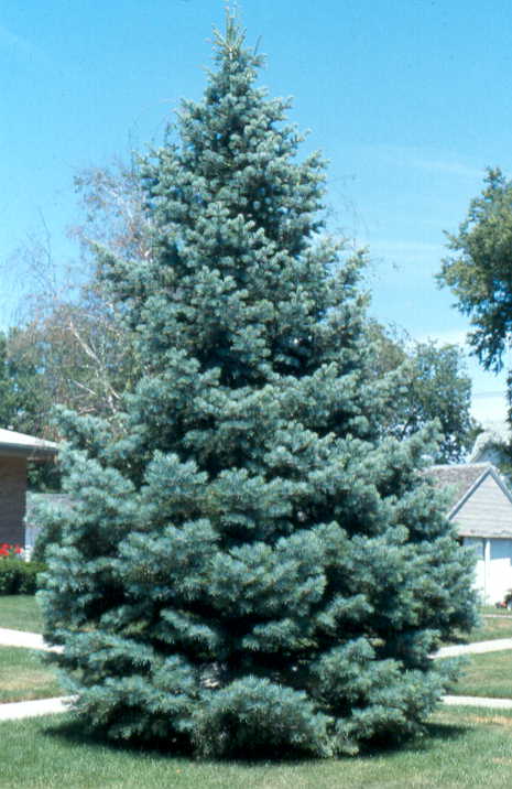 Sapin blanc du Colorado