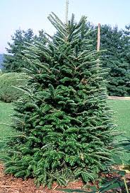 Sapin de fraser