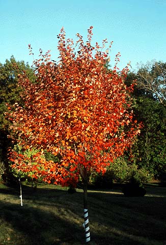 Aperçu du produitÉrable rouge 