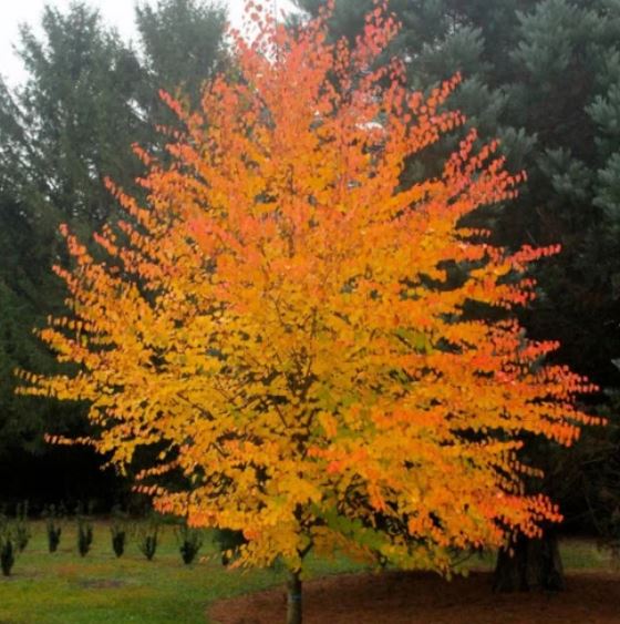 Aperçu du produitArbre au caramel