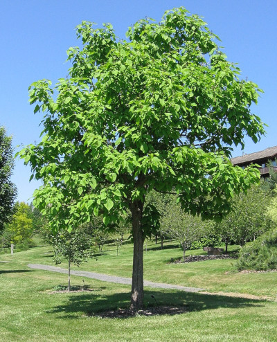 Catalpa à feuilles cordées