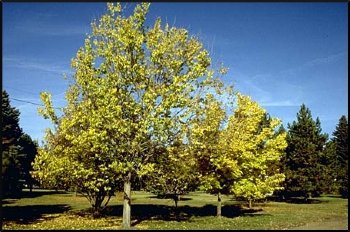 Aperçu du produitMicocoulier occidental 