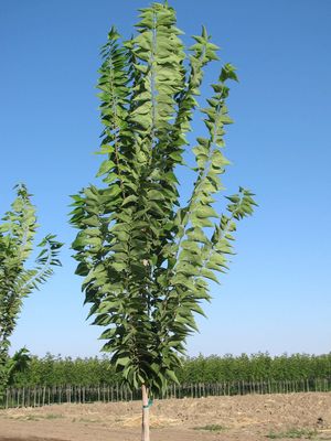 Aperçu du produitMiccocoulier 