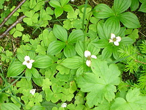 Cornouiller du Canada