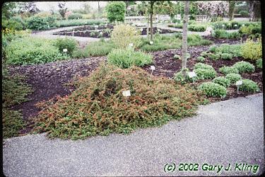 Cotonéaster précoce rampant