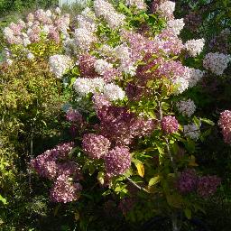 Hydrangée paniculée à grandes fleurs