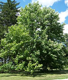 Magnolia acuminé