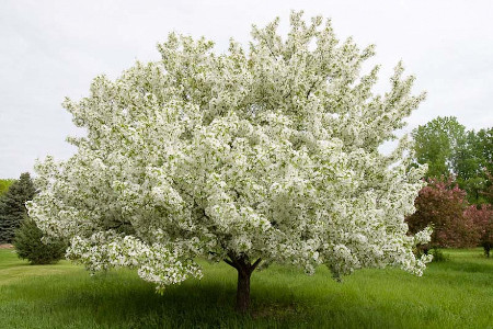 Aperçu du produitPommetier Snowdrift