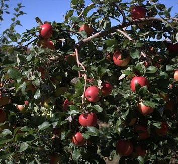 Aperçu du produitPommetier 