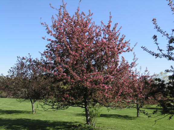 Malus 