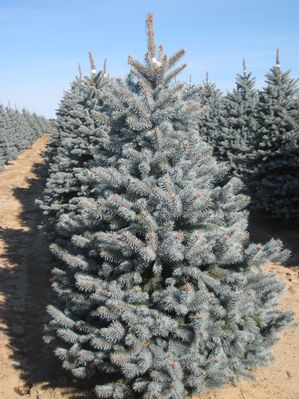 Aperçu du produitÉpinette bleue 