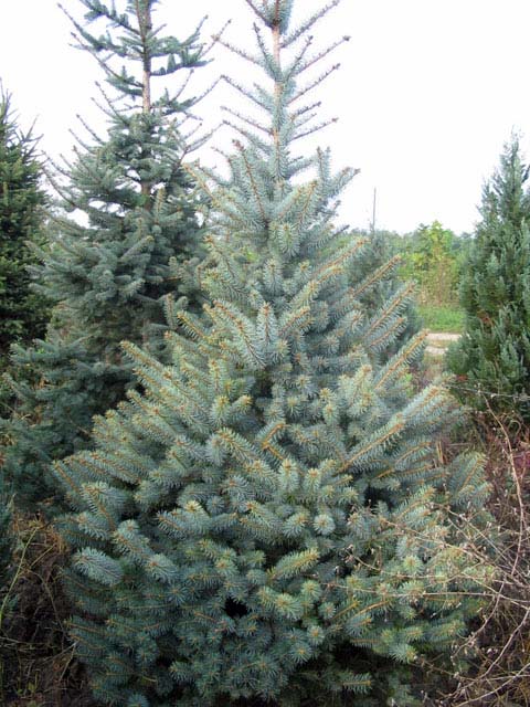 Aperçu du produitÉpinette bleue du Colorado 