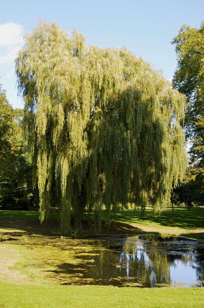 Aperçu du produitSaule Prairie Cascade