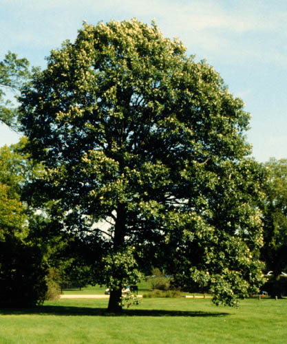 Chêne bicolor