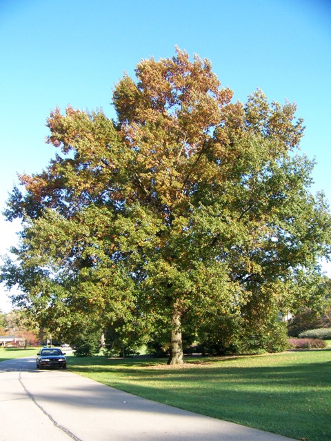 Chêne à feuilles de Laurier