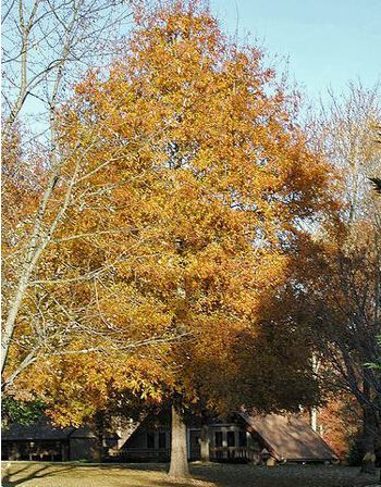 Chêne à feuilles de saule