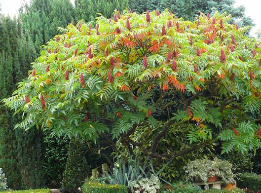 Sumac de Virginie