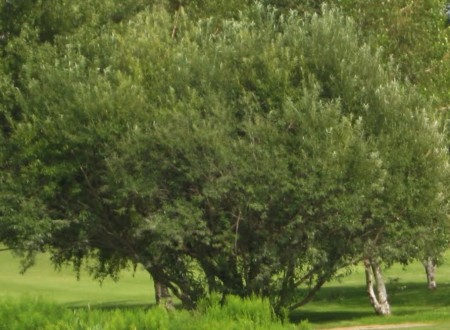 Aperçu du produitSaule Discolore