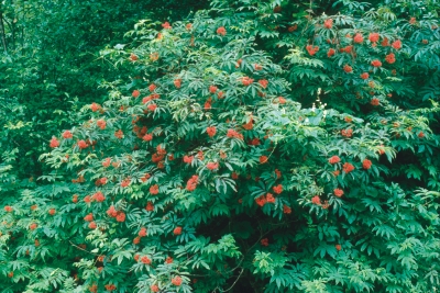 Aperçu du produitSureau rouge