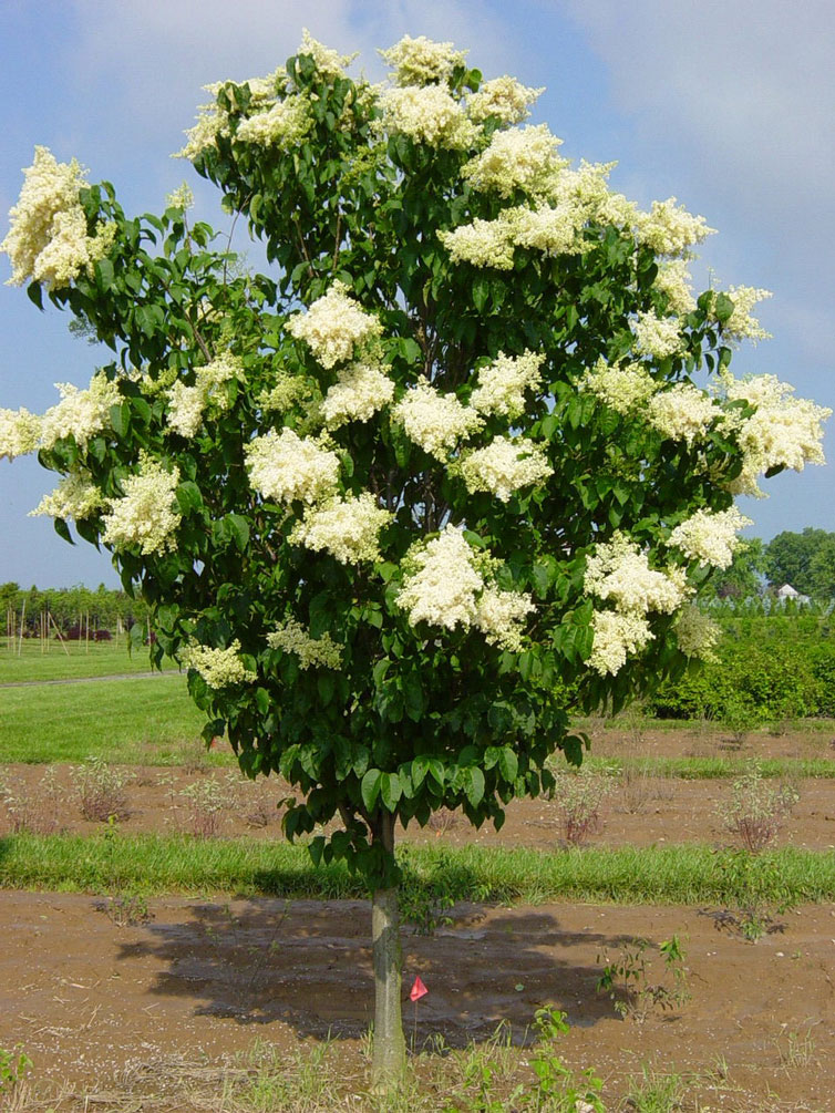 Aperçu du produitLilas japonais 