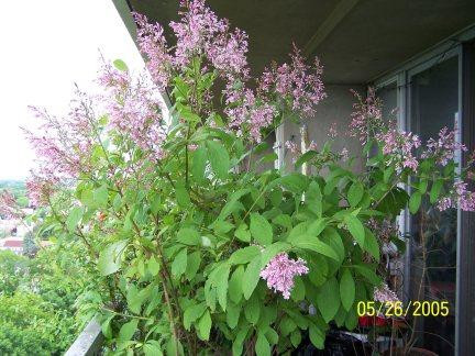 Lilas de preson 