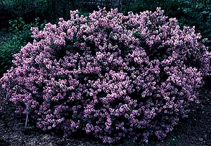 Lilas de Corée nain 