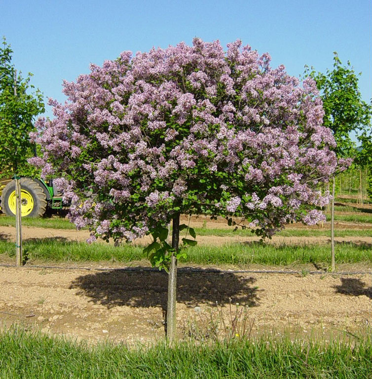 Lilas de Corée nain 