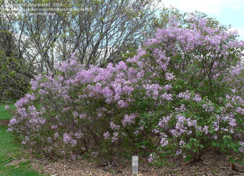 Lilas oblata