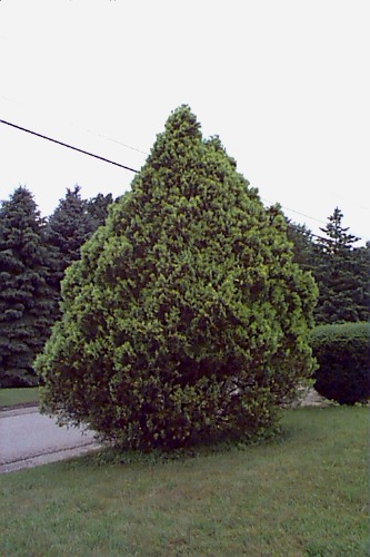 Thuja occidental 