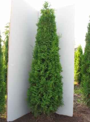 Thuja pyramidalis 