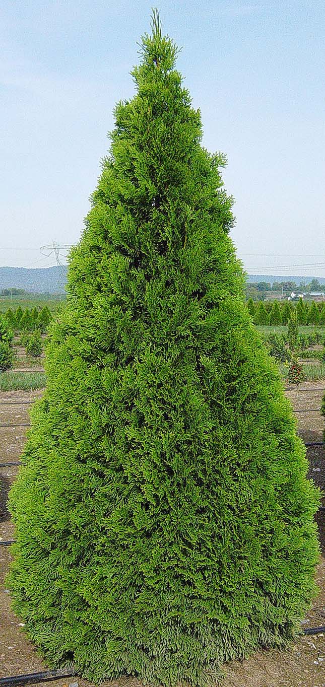 Thuja occidental 