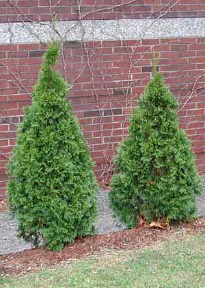 Thuja occidental 