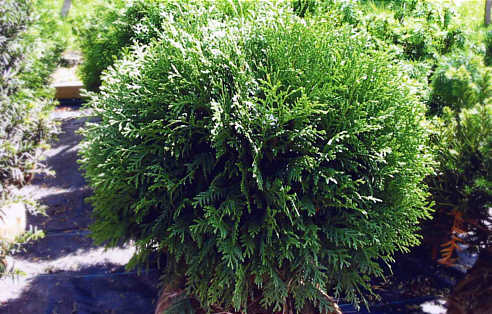 Thuja occidental 