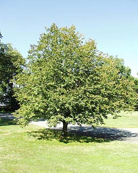 Tilleul à petite feuilles 