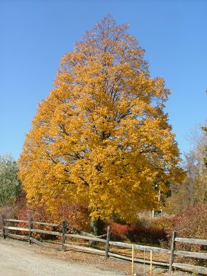 Tilleul à petite feuille 