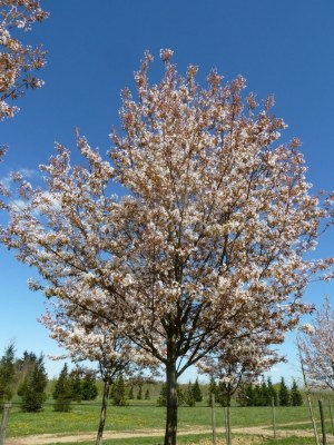 Aperçu du produitAmelanchier à grande fleur 