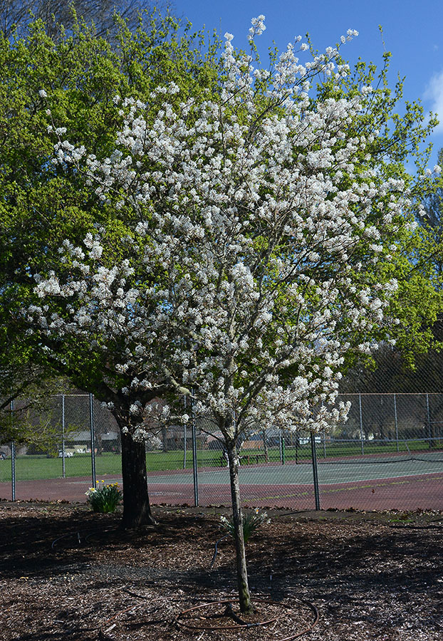 Aperçu du produitAmelanchier Autumn Brillance