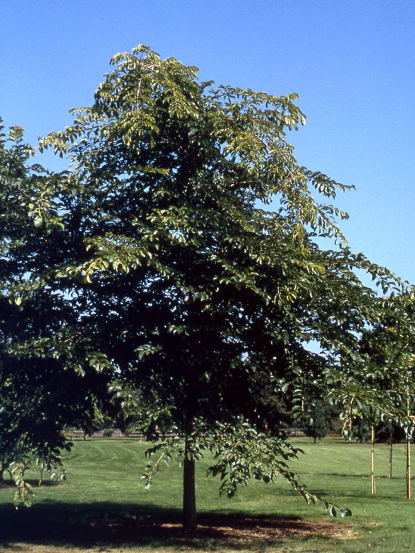 Aperçu du produitOrme 