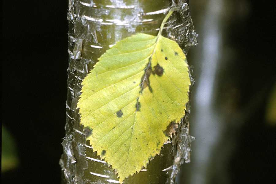 Bouleau jaune