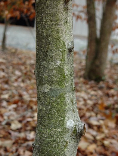 Hêtre à grandes feuilles