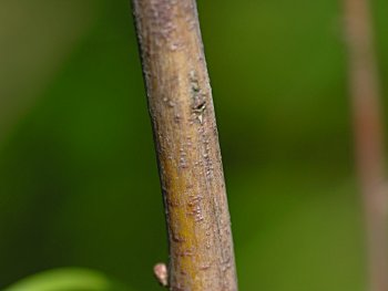 Spirée à larges feuilles