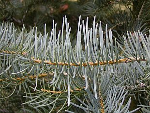 Sapin blanc du Colorado