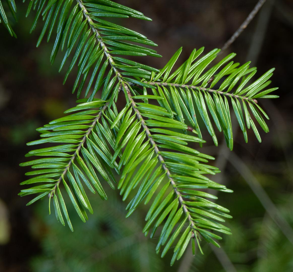 Sapin baumier