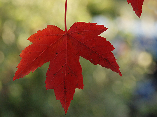 Érable rouge 