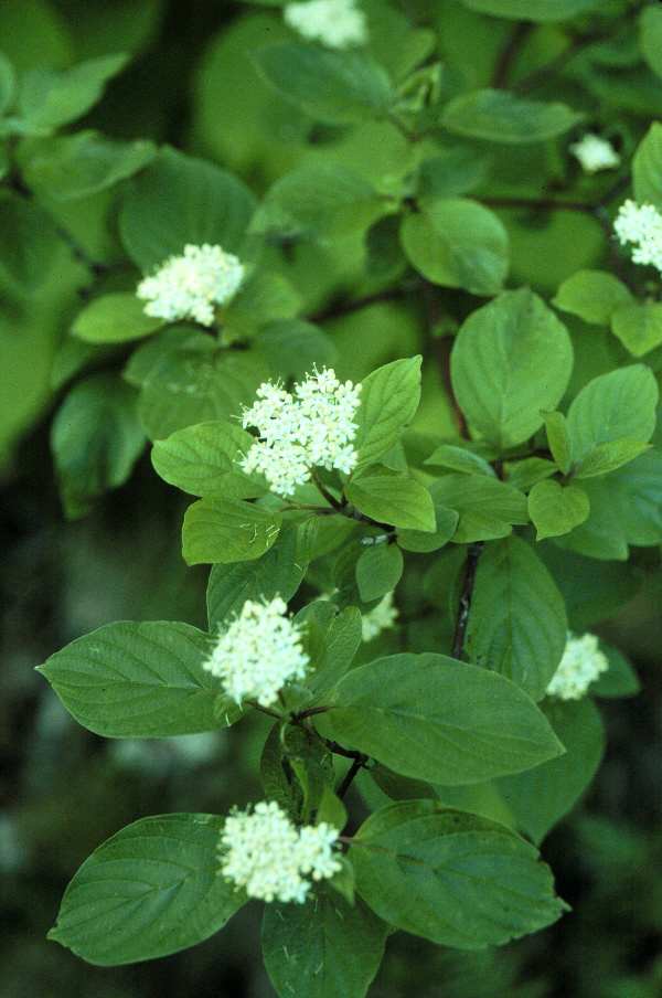 Cornouiller stolonifère