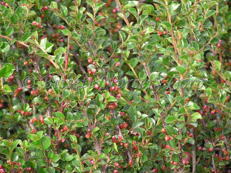 Cotonéaster précoce rampant