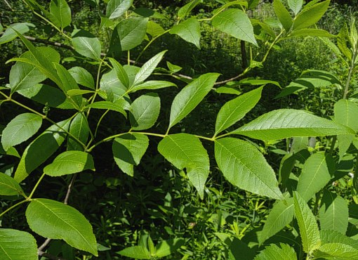 Aperçu du produitFrêne vert 