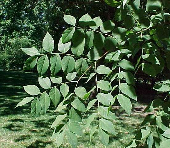 Chicot du Canada