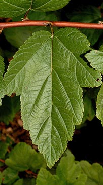 Physocarpe à feuilles d