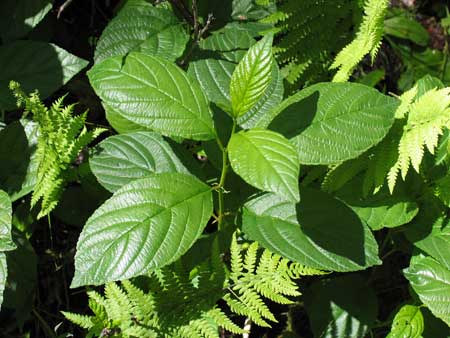 Nerprun à feuilles d